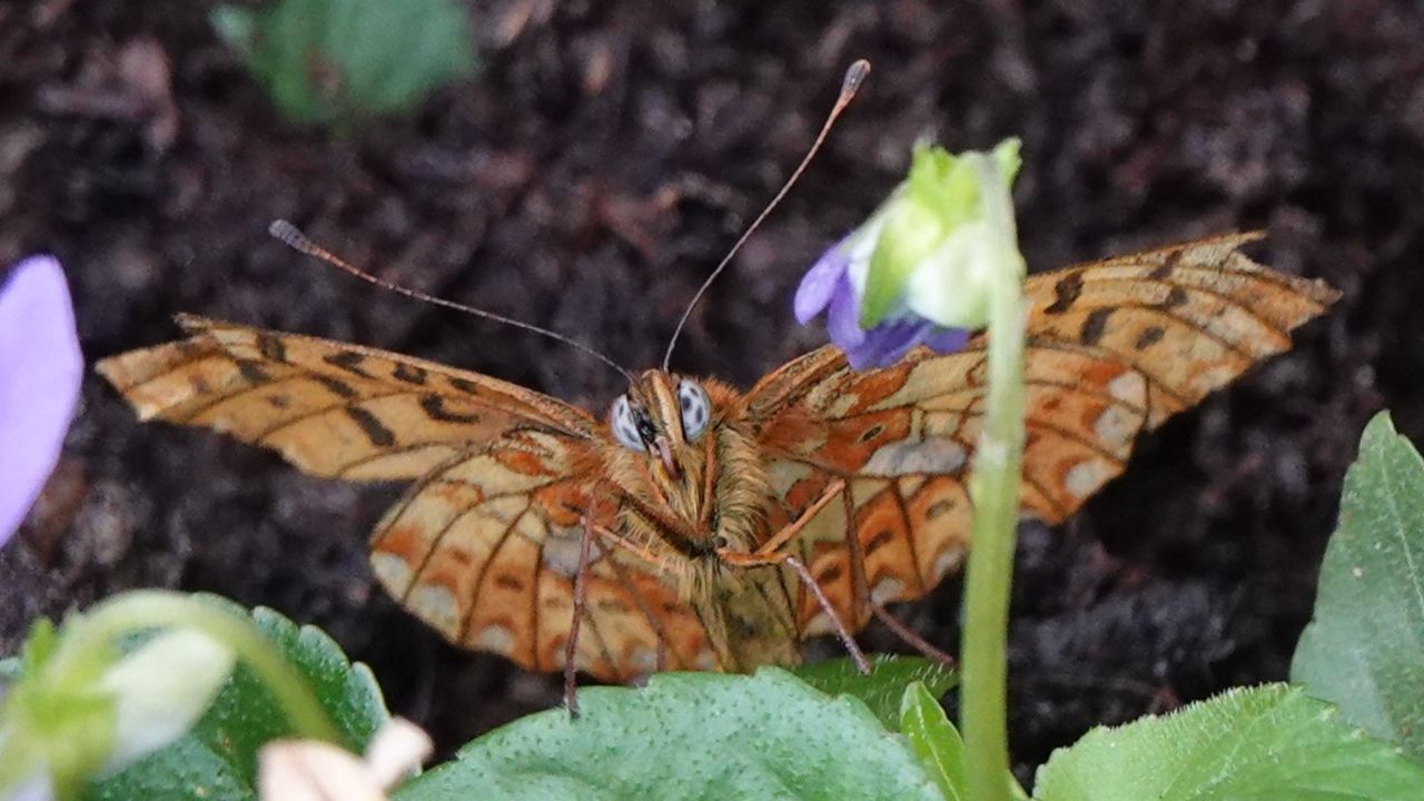 Pearl-bordered Fritillary Butterfly (Boloria selene)