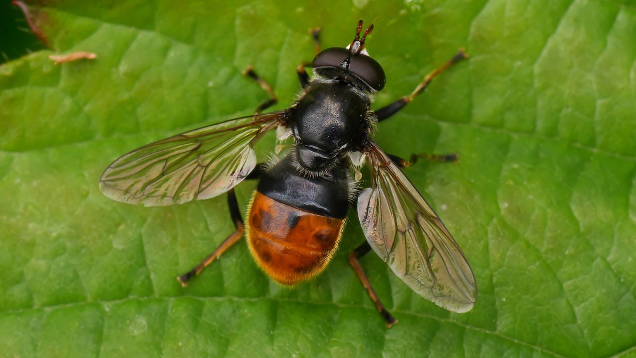 Pine Hoverfly (Blera fallax)