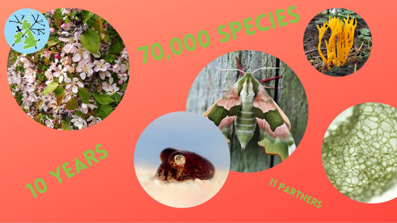 Collage of species with stats about the Darwin Tree of Life project