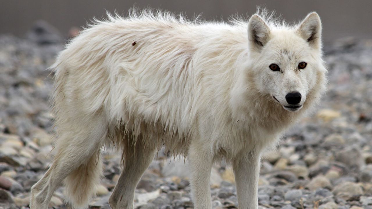 Greenland Wolf (Canis lupus orion)