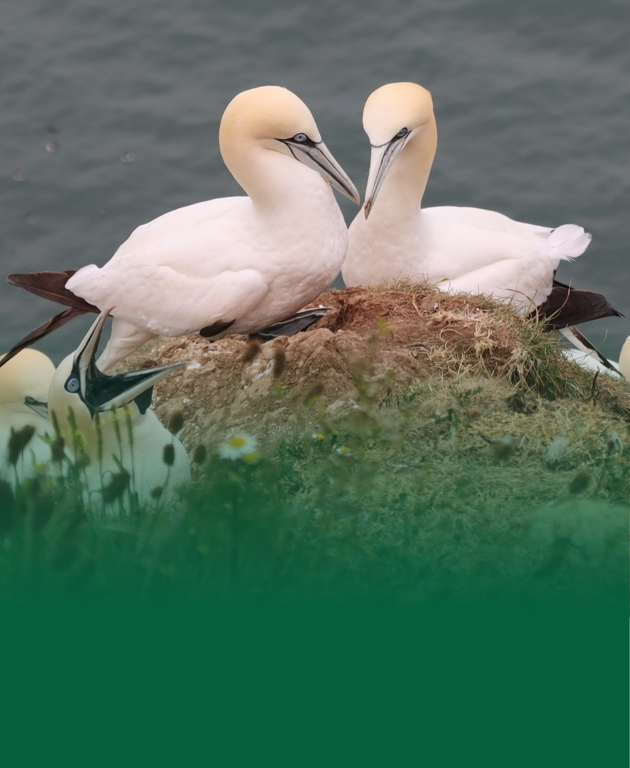 Northern Gannets (Moranus bassanus) in a seabird colony