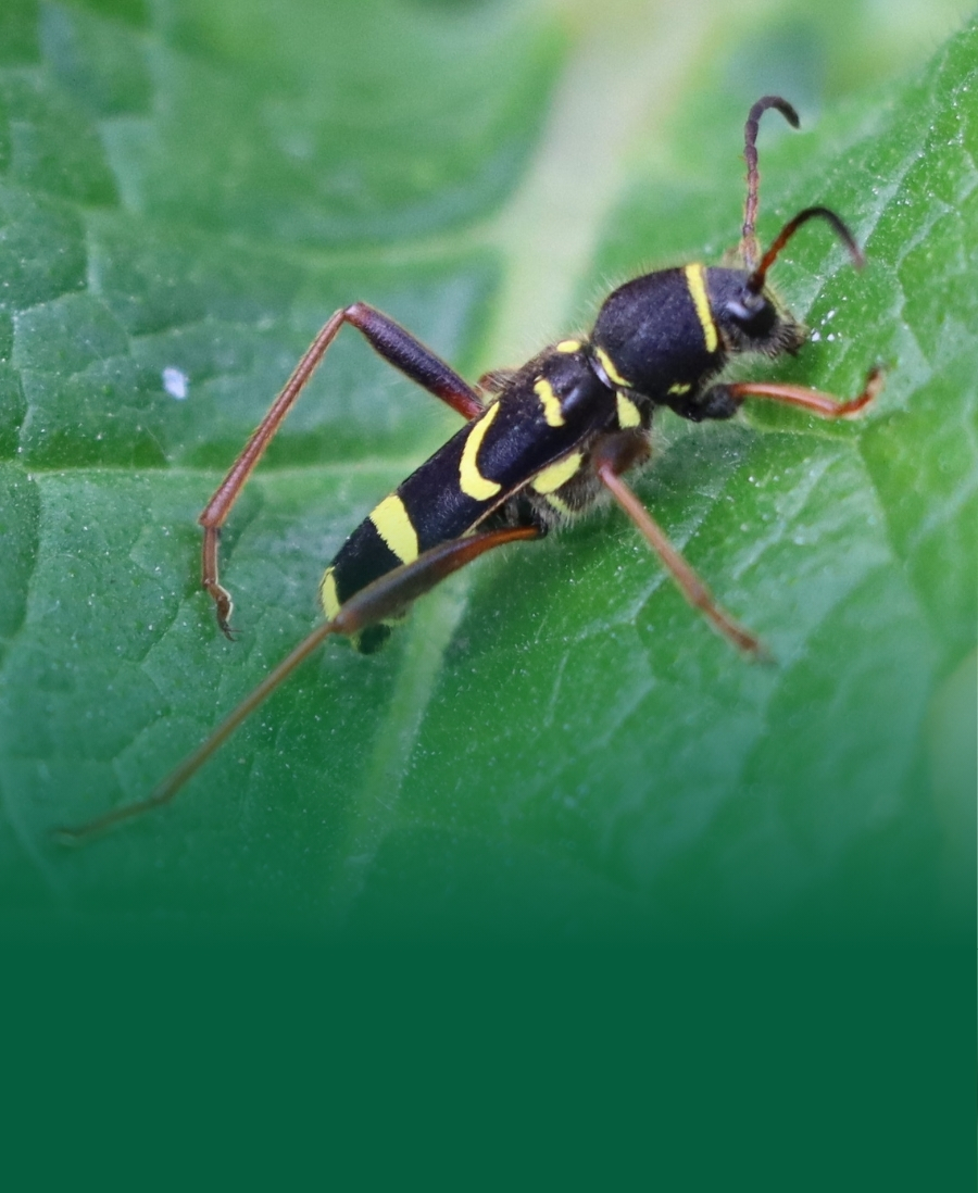 Wasp Beetle, Clytus arietis