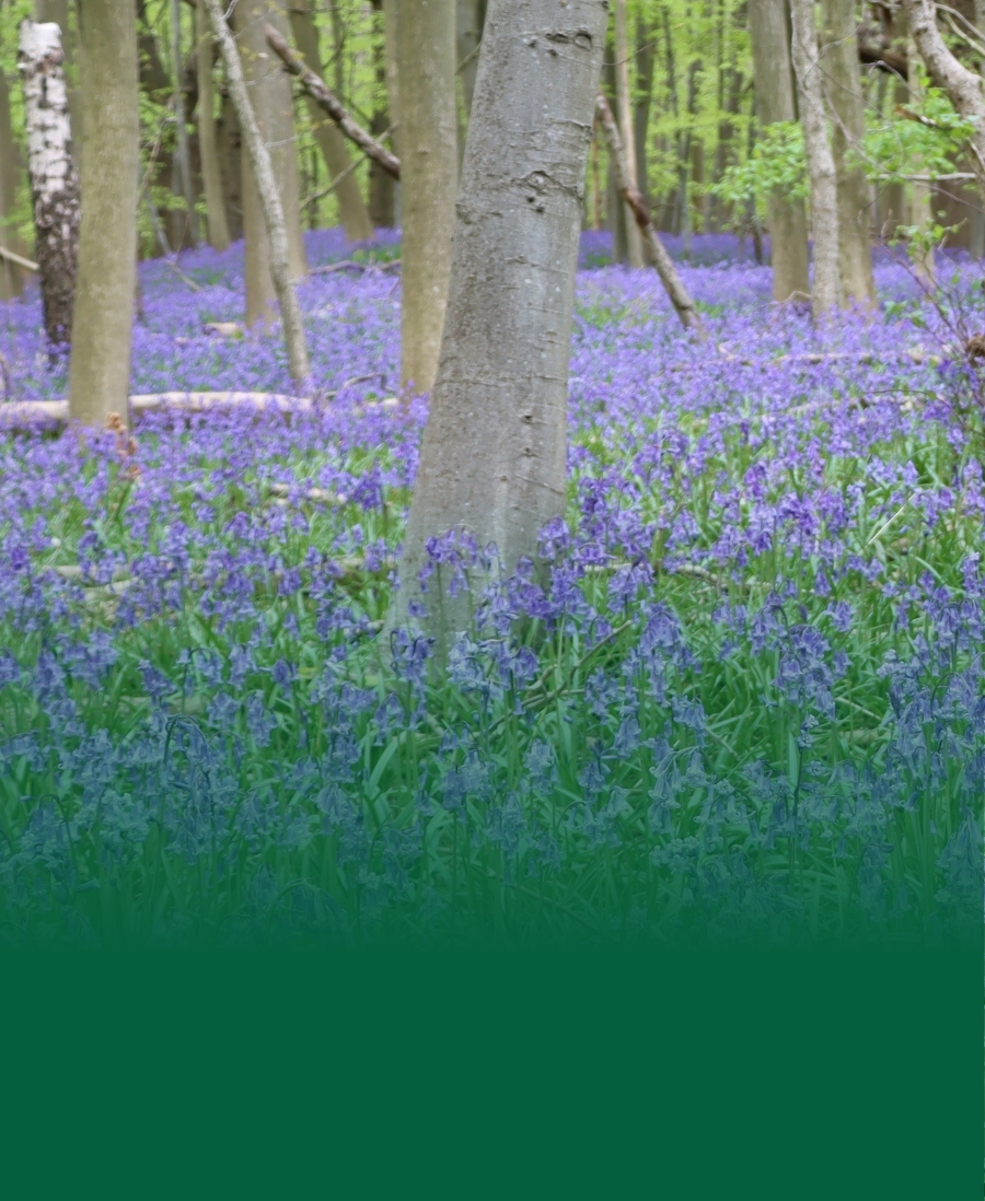 Bluebells (Hyacinthoides non-scripta) in deciduous woodland