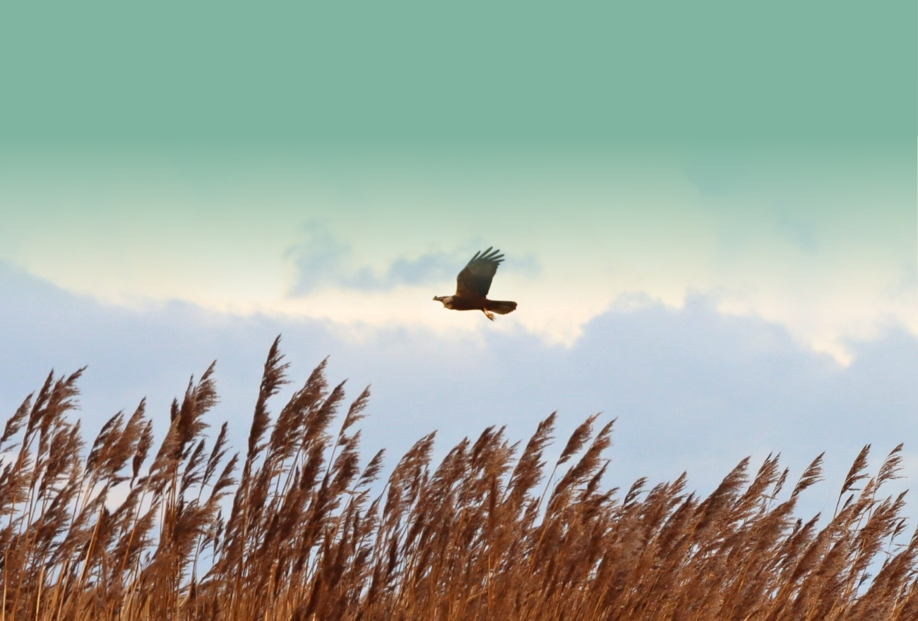 Western Marsh Harrier (Circus aeruginosus) hunting over reed beds