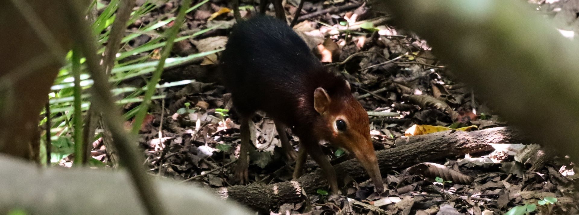 Black and Rufous Sengi (Rhynchocyon petersi) in jungle undergrowth