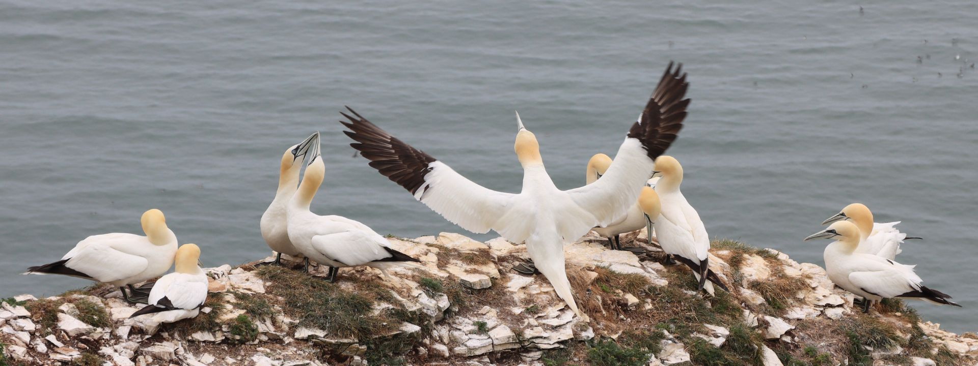 Northern Gannets (Morus bassanus)