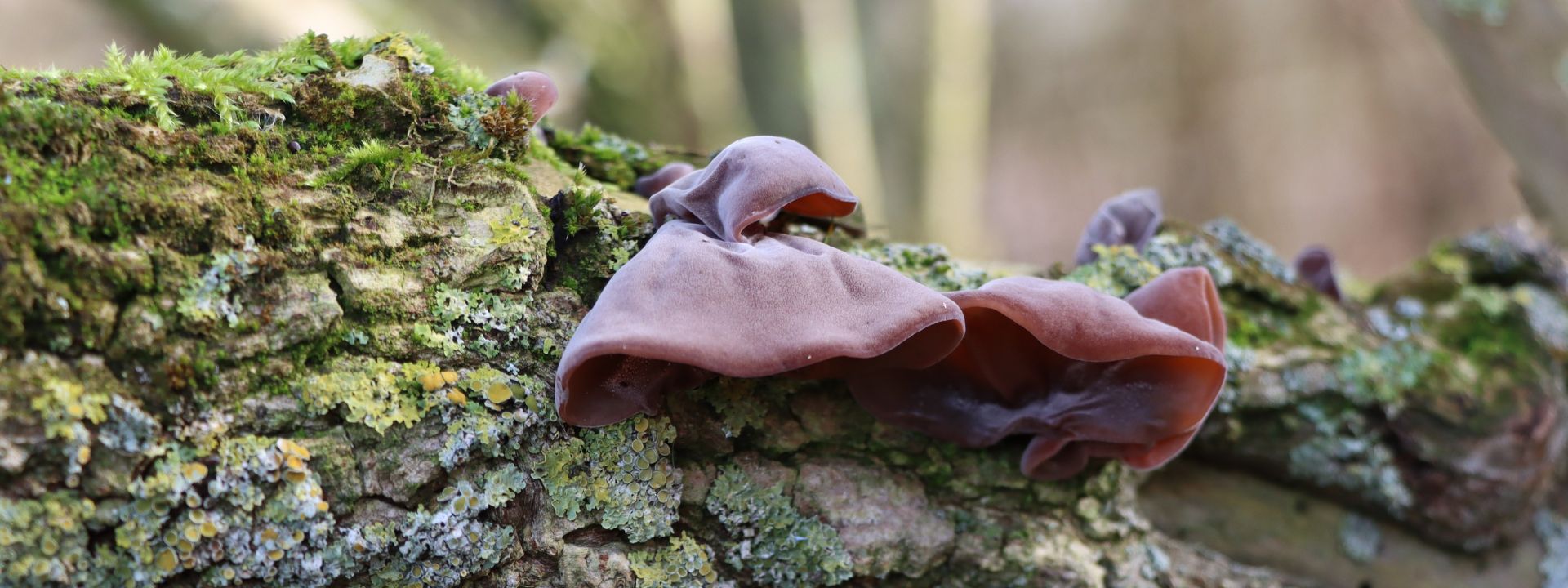 Jelly Ear Fungus, Auricularia auricula-judae