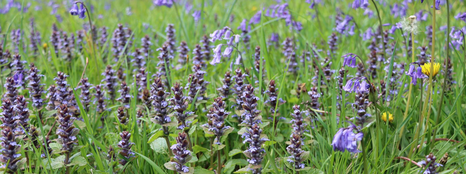 Bugle (Ajuga reptans) and Bluebells (Hyacinthoides non-scripta)