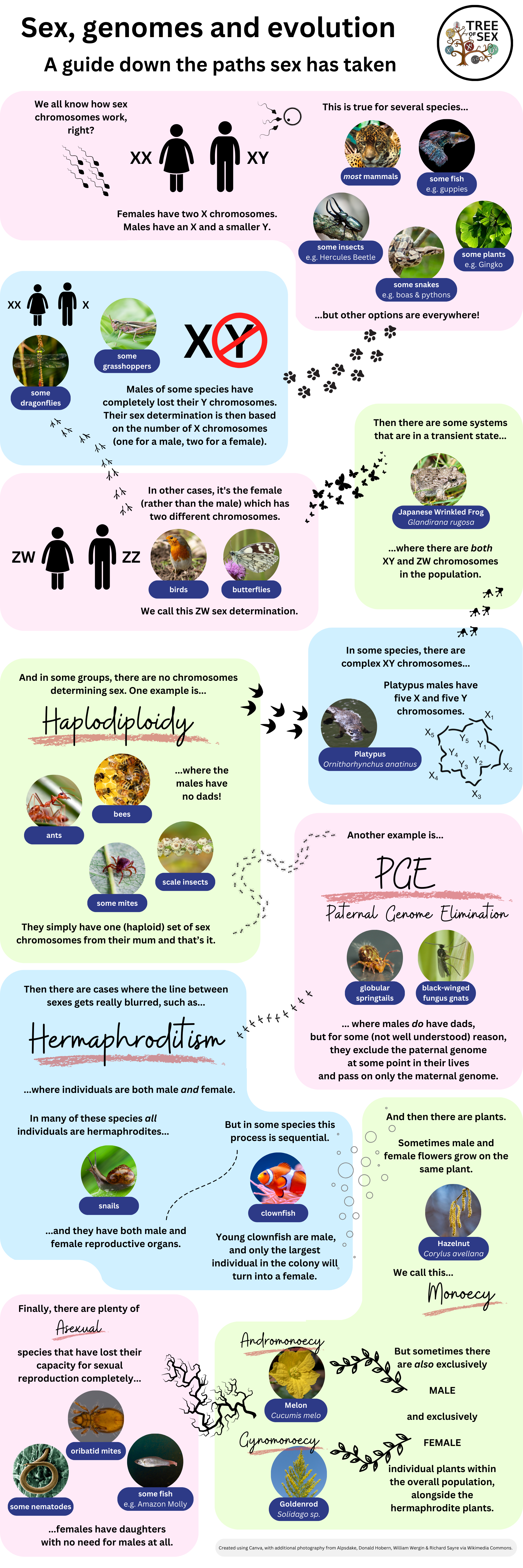 Infographic exploring several different ways sex chromosomes have evolved across the tree of life, including: XX/XY as in humans; deletion of the Y in males; ZW/ZZ as in birds; haploploidy where sex chromosomes are inherited from only the mother; PGE where male sex chromosomes are eliminated; hermaphroditism; monoecy in plants; and asexuality